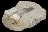Fossil Plesiosaur (Zarafasaura) Tooth In Sandstone - Morocco #70309-2